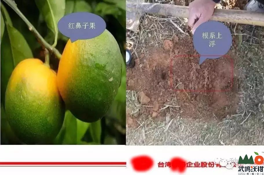 黄龙病泛滥