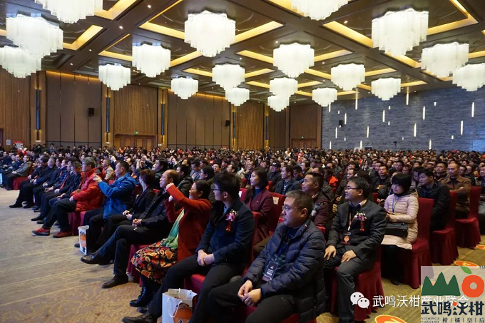 武鸣沃柑上市新闻发布会现场