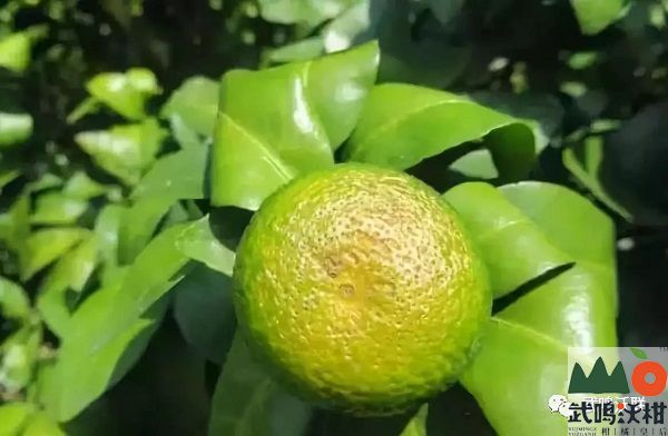 柑橘油斑病怎么办？