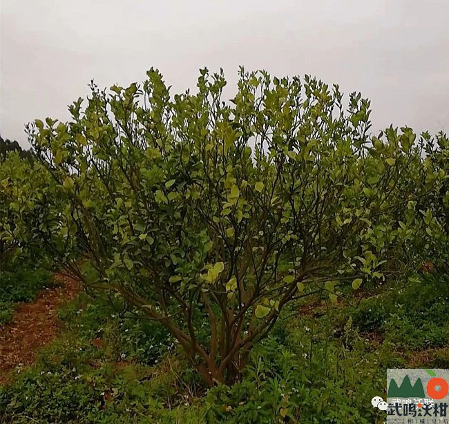 一种植户50亩果树经检测已确认为黄龙病
