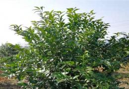 关于开展土地经营权入股发展农业产业化经营试点的指导意见